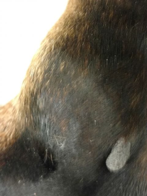Lump continues to grow on dog's leg | Page 2 | Presentation and ...