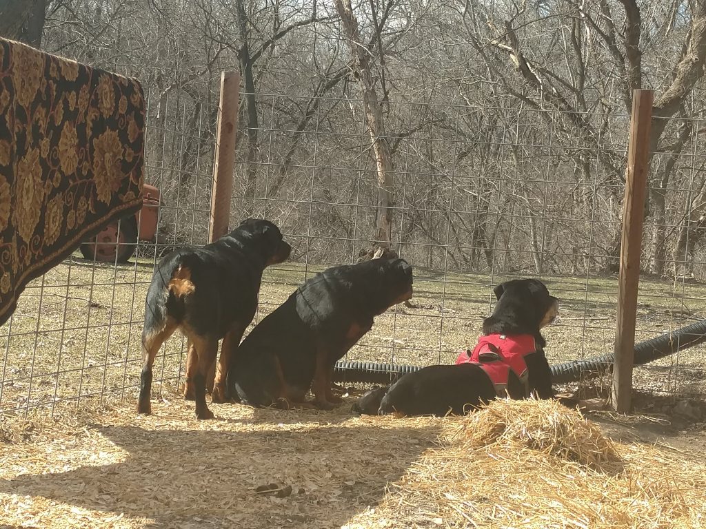 rottie love